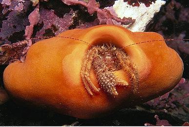 《马里奥赛车实况：家庭赛车场》2.0版本更新 新增分屏模式